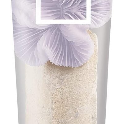 Wella Professionals Color Fresh Mask, Temporary Colour Refresh Treatment